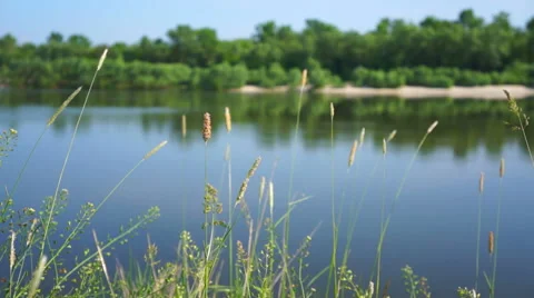 Spikelets on the background of the river. Background blur Stock Footage 50877986