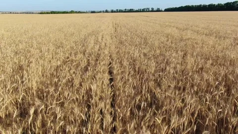 Spikelets of barley in the field Stock Footage 139558076