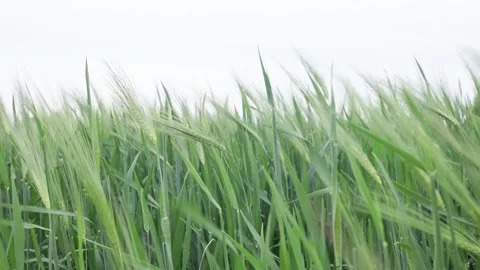Spikelets of barley in a field in the wind, grain crop Stock Footage 243723145