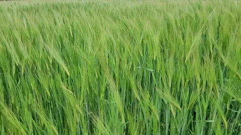 Spikelets of barley in a field in the wind, grain crop Stock Footage 243723641