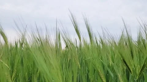 Spikelets of barley in a field in the wind, grain crop Stock Footage 243723705