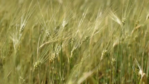 Spikelets of barley with grain shakes wind. Grain harvest ripens in summer. Stock Footage 155239343