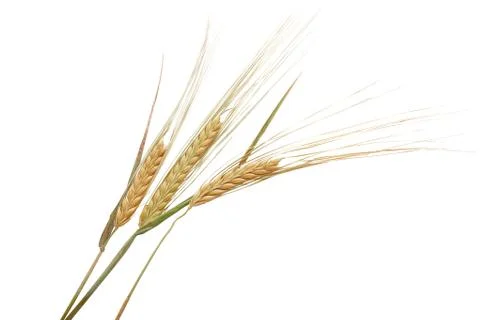 Spikelets of barley Stock Photos