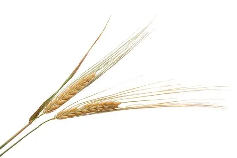 Spikelets of barley Foto stock