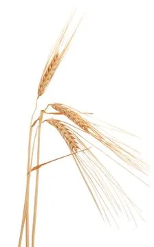 Spikelets of barley Stock-Fotos