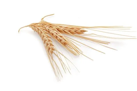Spikelets of barley Stock Photos