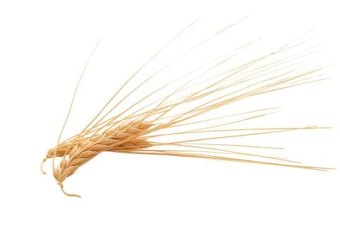 Spikelets of barley Stock Photos