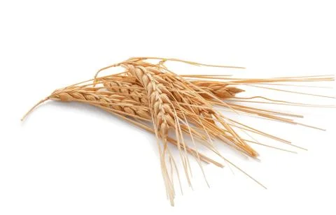 Spikelets of barley Stock Photos