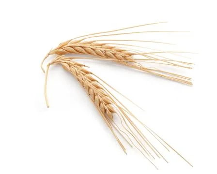 Spikelets of barley Stock Photos