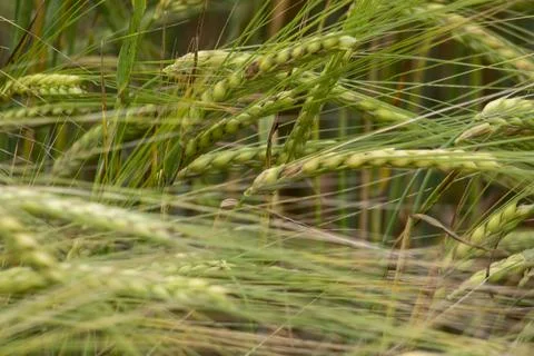 Spikelets of barley. Selective focus. Stock Photos