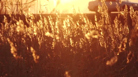 Spikelets begin to ripen, sunset, red sun shines through ears into camera Stock Footage 132724997