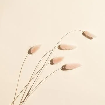 Spikelets on a beige background. square minimalistic art still life Stock Photos