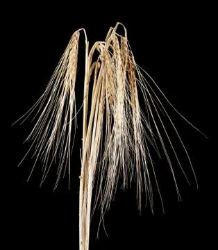 Spikelets on a black background Stock Photos