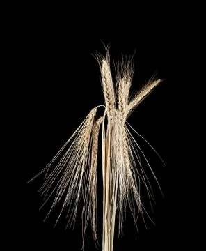 Spikelets on a black background Stock Photos