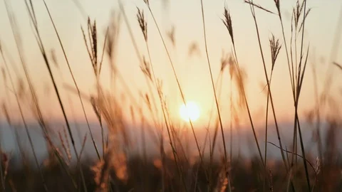 Spikelets blades of grass in meadow closeup sway from light wind in sunset Stock Footage 123383359