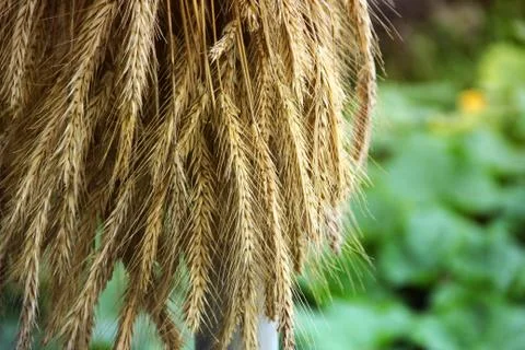 Spikelets close up on a green background. Background. Harvest Stock Photos