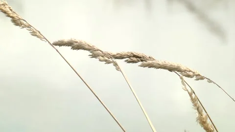 Spikelets of dry grass on the background of water. Video stock 100239040