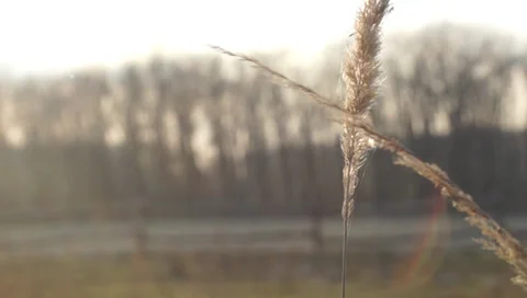 Spikelets dry grass landscape Stockbeeldmateriaal 36765900