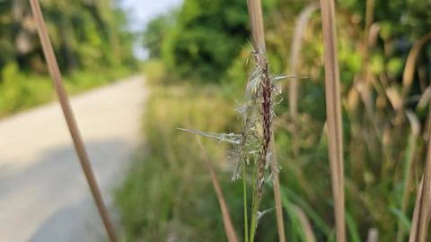 Spikelets dry grass 写真素材
