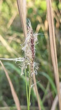 Spikelets dry grass 写真素材