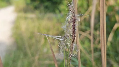 Spikelets dry grass 写真素材