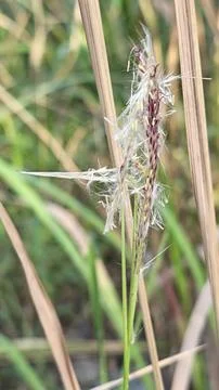 Spikelets dry grass 写真素材
