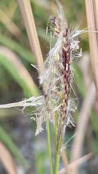 Spikelets dry grass 写真素材