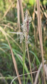 Spikelets dry grass 写真素材