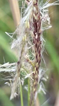Spikelets dry grass 写真素材