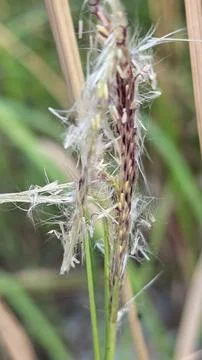 Spikelets dry grass 写真素材