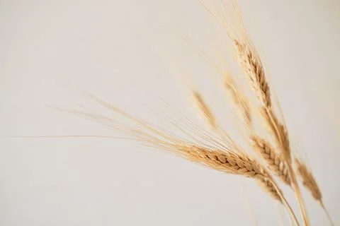 Spikelets of dry rye. Stock Photos