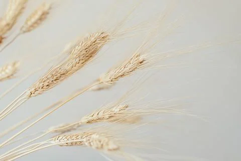 Spikelets of dry rye. Stock Photos