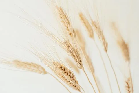 Spikelets of dry rye. Stock Photos