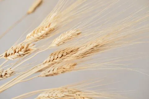 Spikelets of dry rye. Stock Photos