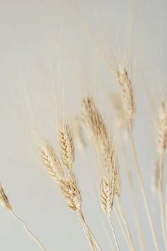 Spikelets of dry rye. Stock Photos