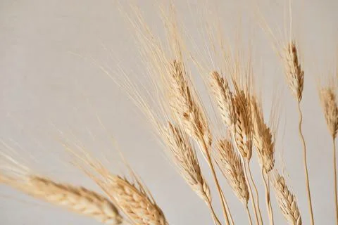 Spikelets of dry rye. Stock Photos