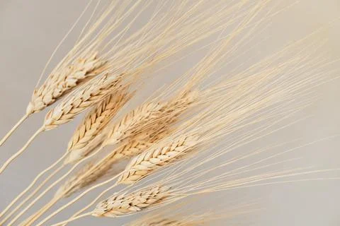 Spikelets of dry rye. Stock Photos