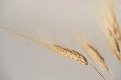 Spikelets of dry rye. Stock Photos