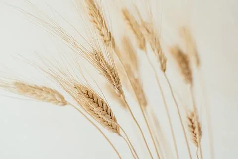 Spikelets of dry rye. Stock Photos
