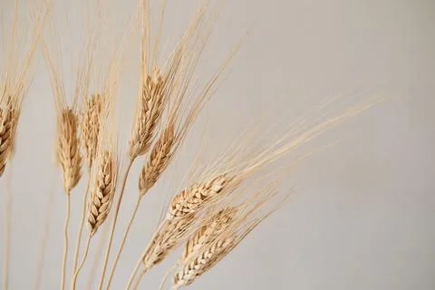 Spikelets of dry rye. Stock Photos