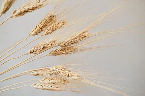 Spikelets of dry rye. Stock Photos