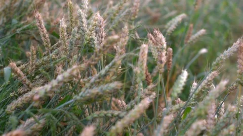 Spikelets in the field 02 Stock Footage 81879986