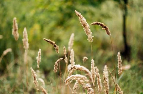 Spikelets in a field against the background of a forest plantation Stock Photos