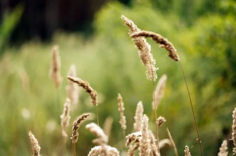 Spikelets in a field against the background of a forest plantation Foto stock