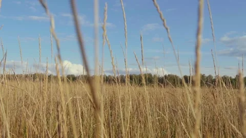 Spikelets in a Field Closeup 스톡 동영상 287034970