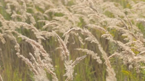 Spikelets in the field Stock Footage 55323888