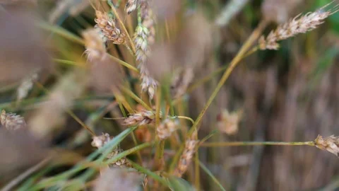 Spikelets in the field Stock Footage 81879974