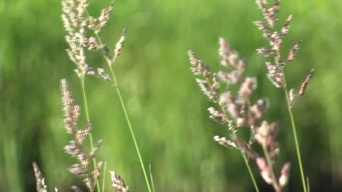 Spikelets in the field Video stock 90525687