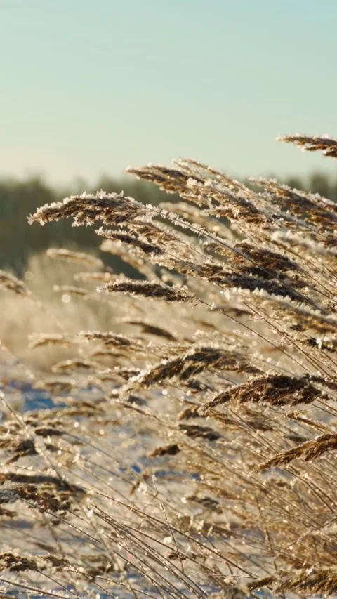 The spikelets of the field grass are covered with frost at dawn. Video stock 313857823