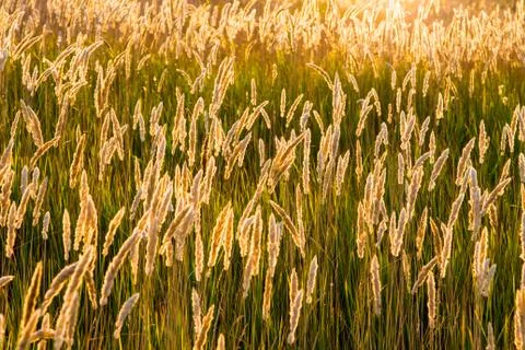 Spikelets in the field, in the rays of the rising sun in golden tones Stock Photos